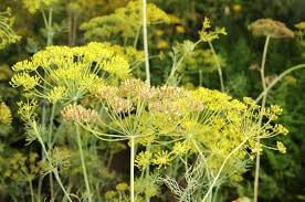 If the container is inside, place the plants where they will receive at least 5 to 6 hours of direct sunlight each day. Growing Organic Dill And Planting Guide Agri Farming