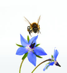 Check spelling or type a new query. Bee Love Legacy