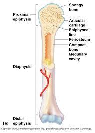 Classification Of Bones