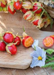 Image result for Solanum sisymbriifolium