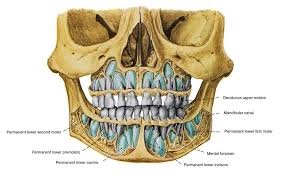 Dents Squelette Face Ff En Jpg 995 626 Face Anatomy Teeth Anatomy
