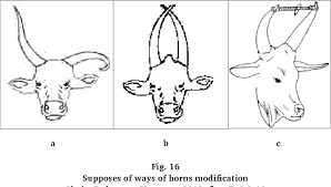 2 from the middle of the rectangle draw one vertical and one horizontal line equally dividing the shape. Pdf A Comparative Study Of Modified Animal Horns In Ancient Egypt Modern African Tribes Semantic Scholar