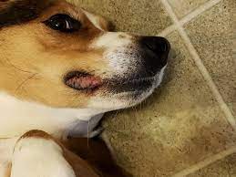 My Dogs Lip Is Dry And Swollen On One Side He Is Eating And Drinking Acting Normal Does Not Like It Touched Gums And Rest Of Mouth Petcoach