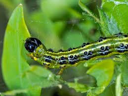 Saren uysal ifşa based on reviews and online pictures, I