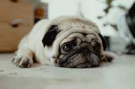 Is It Possible For Puppies To Get Colds Believe It Or Not Dogs Do Get Colds Learn What To Do When You Have A Sick Puppy Here Pug Names Sick Puppies