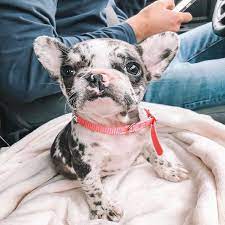 The french bulldog also affectionately known as, the frenchie, frenchie puppies, appeared during the 19th century in nottingham, england as a smaller version of the english bulldog and is often referred to as the toy english bulldog. Roy S French Bulldog French Bulldog For Sale French Bulldog Puppies For Sale