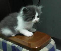 Kucing persia juga termasuk dalam jajaran kucing termahal di dunia. Terjual Jual Anak Kucing Persia 3 Ekor Warna Abu Putih Kaskus