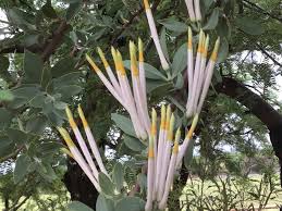 Image result for Euphorbia mossambicensis