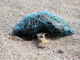 The Body Of The Green Sea Turtle Has Completely Decomposed But The Plastic Netting Believed To Have Killed It Remain Turtle Green Sea Turtle Sea Turtle Species