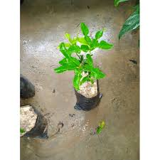 Pokok sudah stabil dan sihat4. Buy Anak Pokok Limau Kasturi Nipis Purut Calamansi Lime Kaffir Lime Seetracker Malaysia