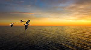 De nar fi migrat pasarile calatoare nar fi avut un regim al pasarilor atat de. Planul De Zbor Impecabil Al PÄƒsÄƒrilor Centrul De Studii Privind Facerea Lumii