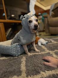 Who is the most spoiled in your house...