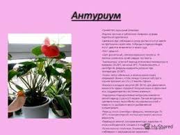 Asparagus hias, asparaga, atau dalam istilah dunia bunga papan disebut prampun, perampun adalah tumbuhan merambat dari genus asparagus yang biasa ditanam orang sebagai tanaman hias. Temukan Tanaman Dalam Ruangan Dan Tanah Air Mereka Komunitas Pria Hijau Kecil Tanaman Hias Di Rumah Saya