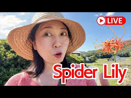 Spider lily Live from Enshōji temple💐, countryside of Japan