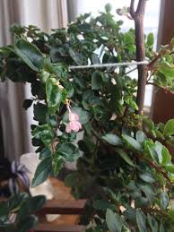 Green leaf plant with small pink flowers. What Is This Plant Slightly Rubbery Green Leaves And Small Hanging Pink Flowers Bought It From A Market In A Small Plastic Cup And Now It S Massive Whatsthisplant