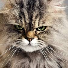 Jun 30, 2021 · jan josef liefers (56) musste um seine lieben bangen. Sie Hasst Die Farbe Pink Katzchen Und Kinder Kuriose Tierheim Anzeige Hat Erfolg Schlimmste Katze Der Welt Vermittelt Bunte De