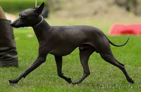 все породы кошек с фотографиями и названиями по алфавиту Pin Na Doske Porody Sobak