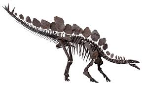 Dino bones are a type of collectible and are needed to complete the stranger mission for deborah macguiness 'a test of faith'. Stegosaurus Wikipedia