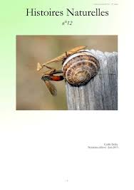 Image result for Trichopteryx elegantula