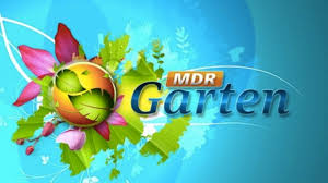 Im gegensatz zu kohlrabi, radieschen oder gurke sollten sie dieses gemüse lieber nicht roh essen. Mdr Garten Mdr Sachsen Anh Programm Ard De