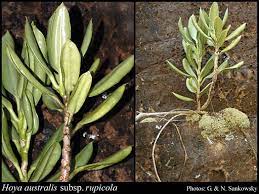 Hoya australis is a popular hoya species right after hoya carnosa. Hoya Australis Subsp Rupicola K D Hill P I Forst Liddle