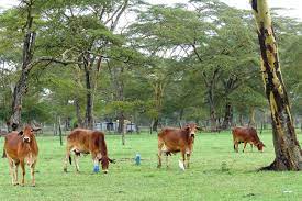 Other animals, such as buffalo, oxen, llamas, or camels, may predominate in the agriculture of other areas. Crop Livestock Production Agriculture And Finance Consultants