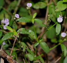 Image result for Anisosepalum