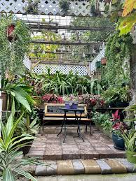 Image result for Savannosiphon euryphyllus