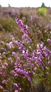 2019 09 Mehlinger Heide Scottish Heather Plants Heide