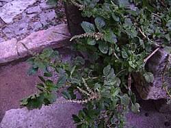 Image result for Amaranthus deflexus