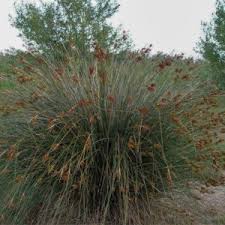 Image result for Sporobolus spicatus