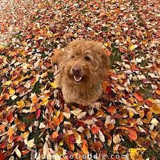 Cats and dogs have been around for many centuries. How To Take Cute Photos Of Your Dog 10 Tips Happy Go Doodle