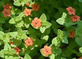 Image result for Anagallis serpens