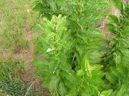 Image result for Sesamum angolense