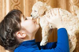 獣医師監修】ニオイが気になる。トイ・プードルの体臭はどの程度？