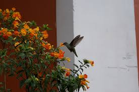 What flowers attract hummingbirds and butterflies. Attracting Hummingbirds And Butterflies To Your Garden Networx