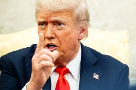 Dog auctioneers say their business is a healthy and humane way to acquire  pets