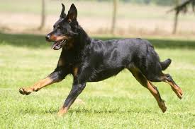 It is a very old breed developed solely in france with no foreign crosses. Beauceron Dog Breed Information
