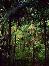 Amazon Rainforest Amazon Rainforest Rainforest Amazon Forest
