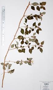 Image result for Dissotis multiflora