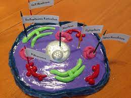 Maybe you would like to learn more about one of these? Animal Cell Model Made With Air Dry Modeling Clay Painted And Sprayed With A Clear Top Coat Animal Cell Animal Cell Drawing Cells Project