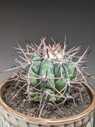 サボテン 太平丸ギムノカリキウム