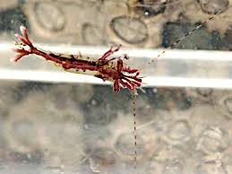 Image result for Microcoelia corallina