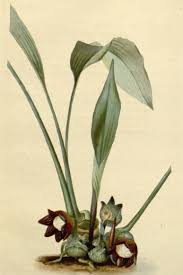 Image result for Aspidistra