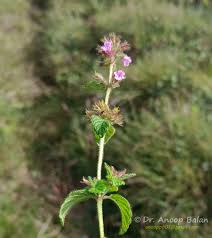 Image result for Clinopodium