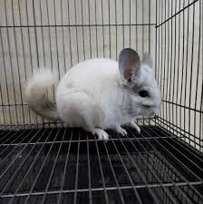 Chinchilla for sale near me