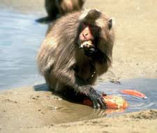 The Lesson of the 100th Monkey – Small Acts of Transformation at ...