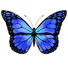 Sticker blue monarch butterfly wings purple monarch butterfly drawing monarch butterfly swarm white butterfly aesthetic monarch butterfly on sunflower real monarch blue butterfly beautiful blue butterfly butterfly aesthetic room monarch butterfly on flower butterfly soft aesthetic. Blue Butterfly Blue Butterfly Tattoo Butterfly Drawing Monarch Butterfly Tattoo