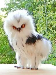 Bird With Fluffy Hair On Head Pin By Carol Mochizuki On Birds Animals Beautiful Pet Birds Cute Animals