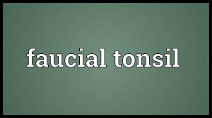 Check spelling or type a new query. Faucial Tonsil Meaning Youtube